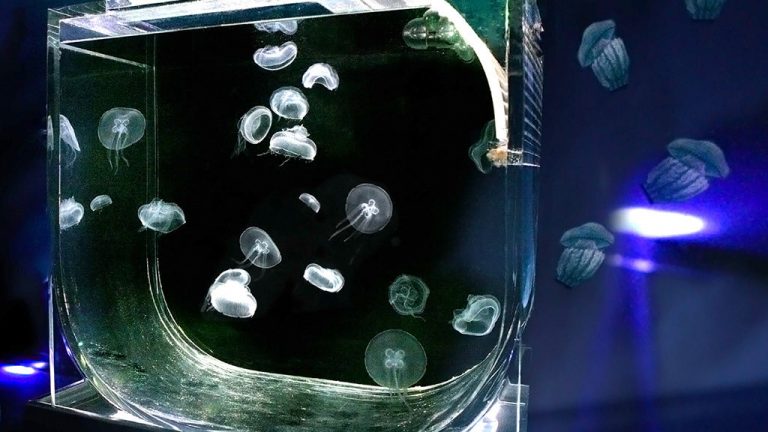 Acquario Meduse 1024x576