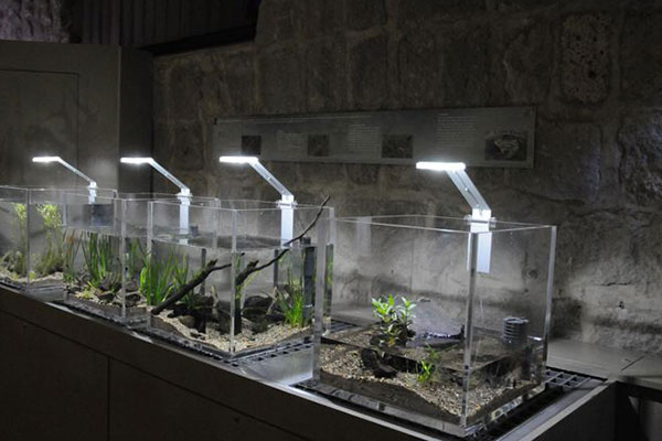 Acquario in plexiglass